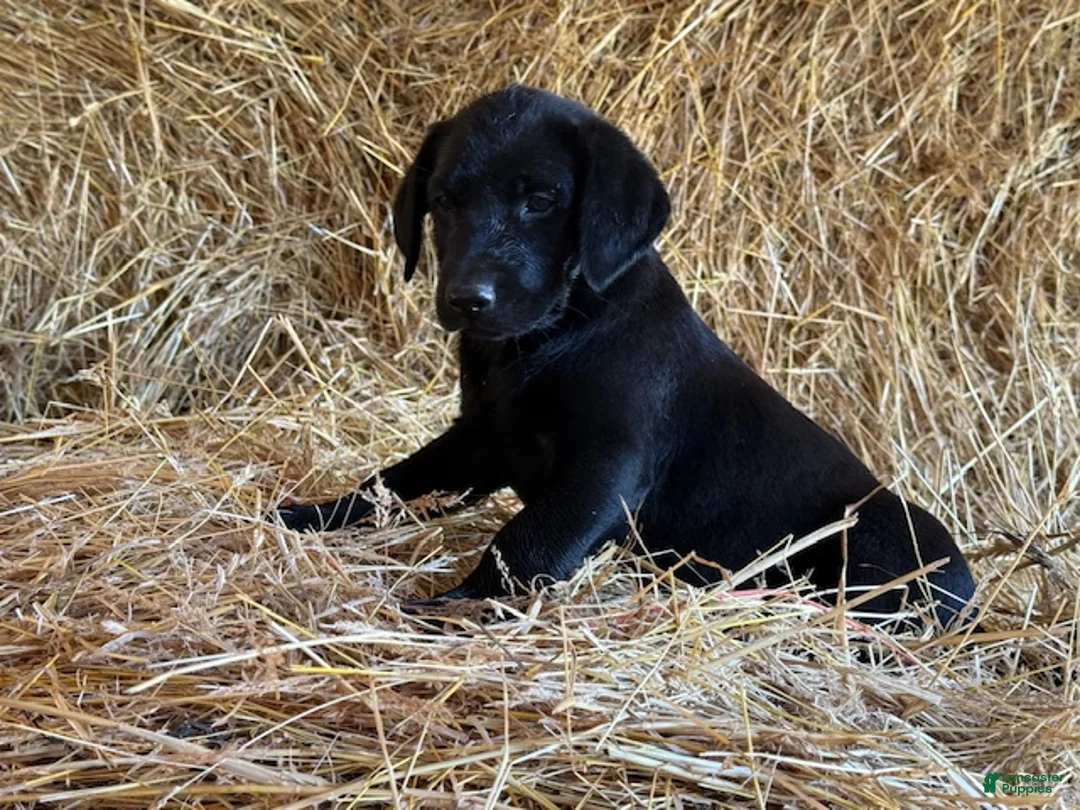 Labrador Retriever dogs for sale: Roxy - Ad 2