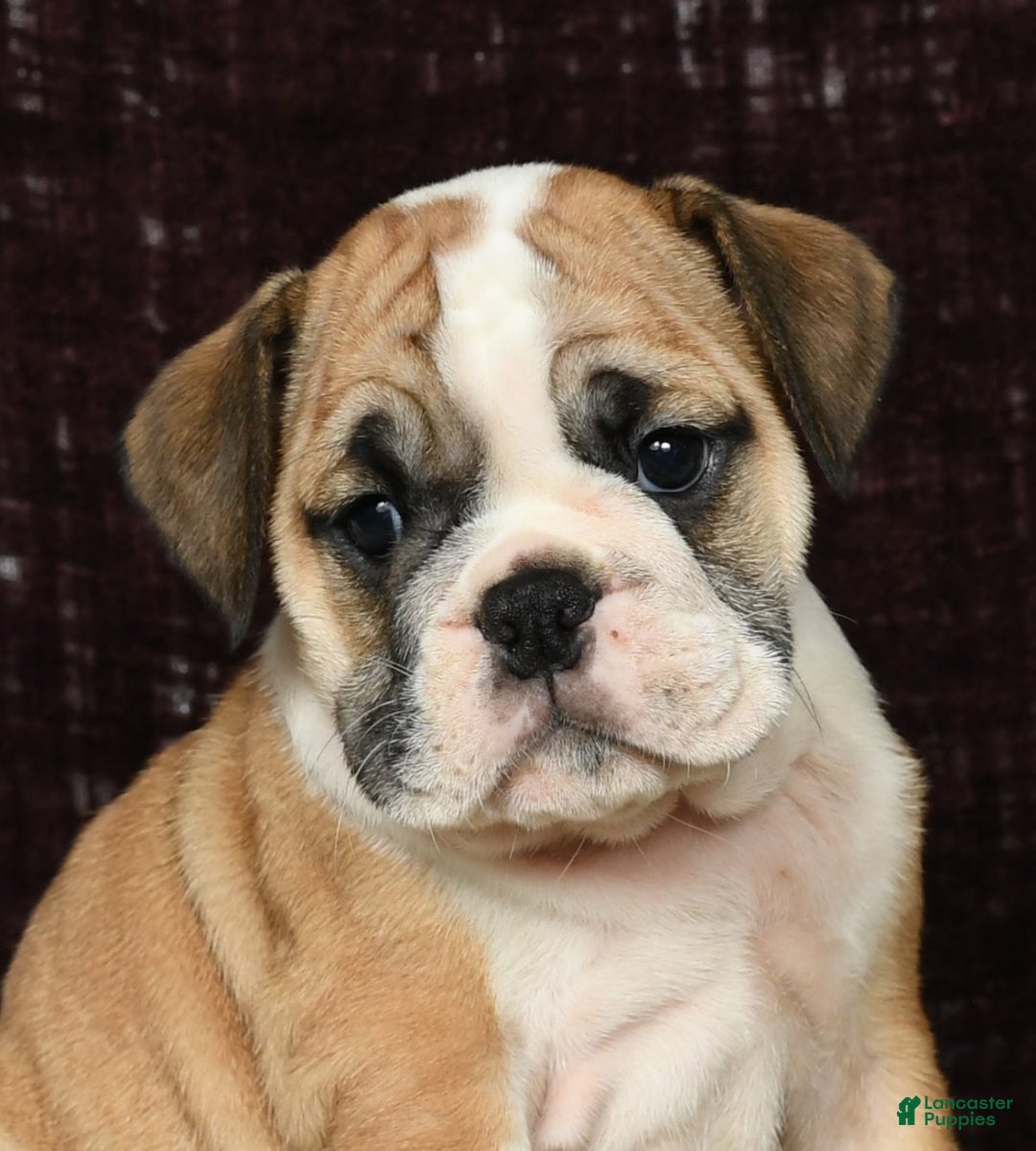 English Bulldog dogs for sale: Amber - Ad 9