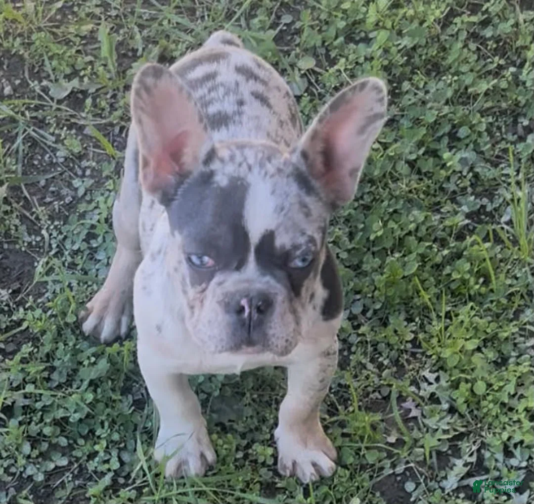 French Bulldog dogs for sale: French Bulldog 1 - Ad 1