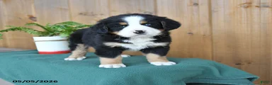 Pal