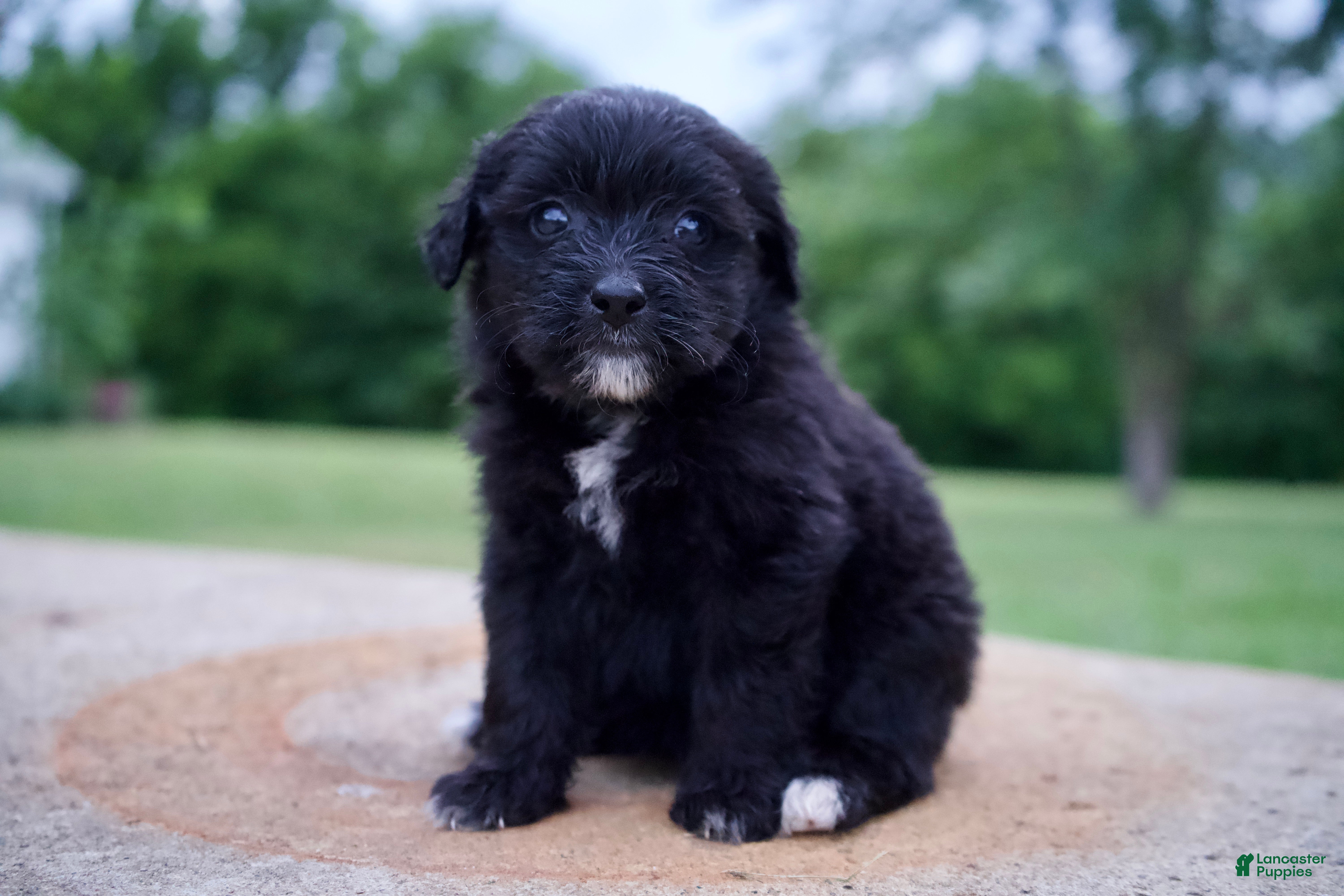 Mixed Breed dogs Fern - Ad 39