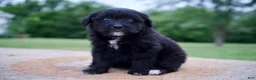 Mixed Breed dogs for sale: Fern - Ad 2