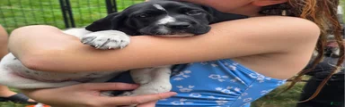 German Shorthaired Pointer ( pink collar )