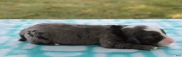 Mini Goldendoodle dogs for sale: Vino - Ad 3