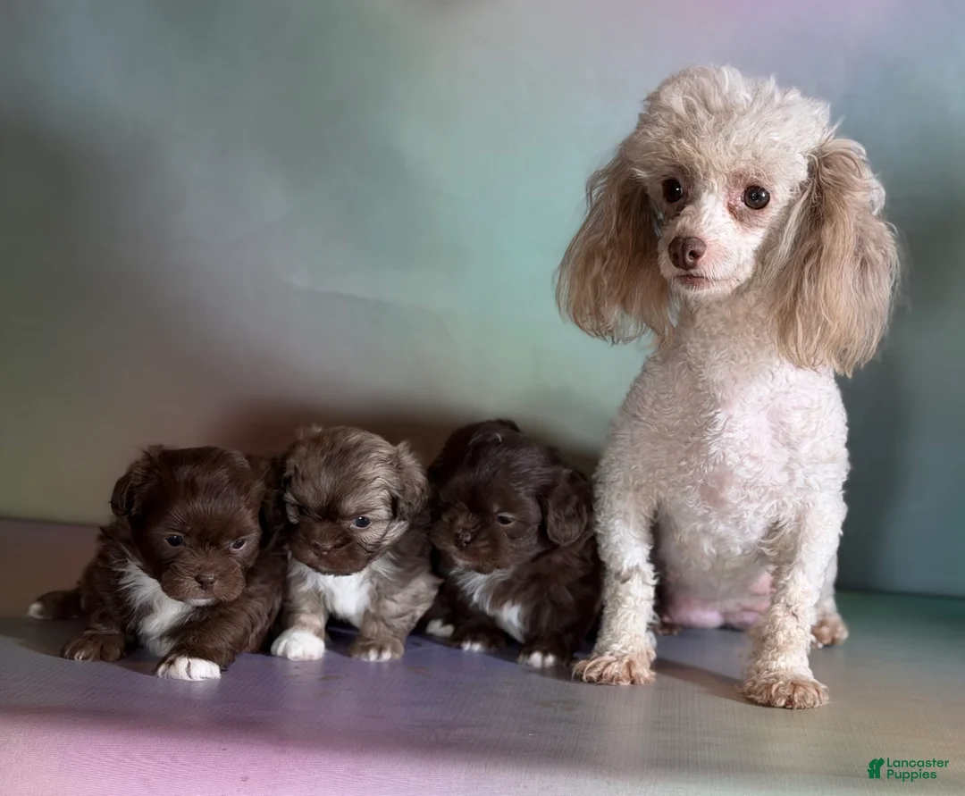 Pekapoo dogs for sale: KitKat DNA tested parents - Ad 8