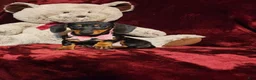 Miniature Dachshund dogs for sale: STELLA - Ad 10