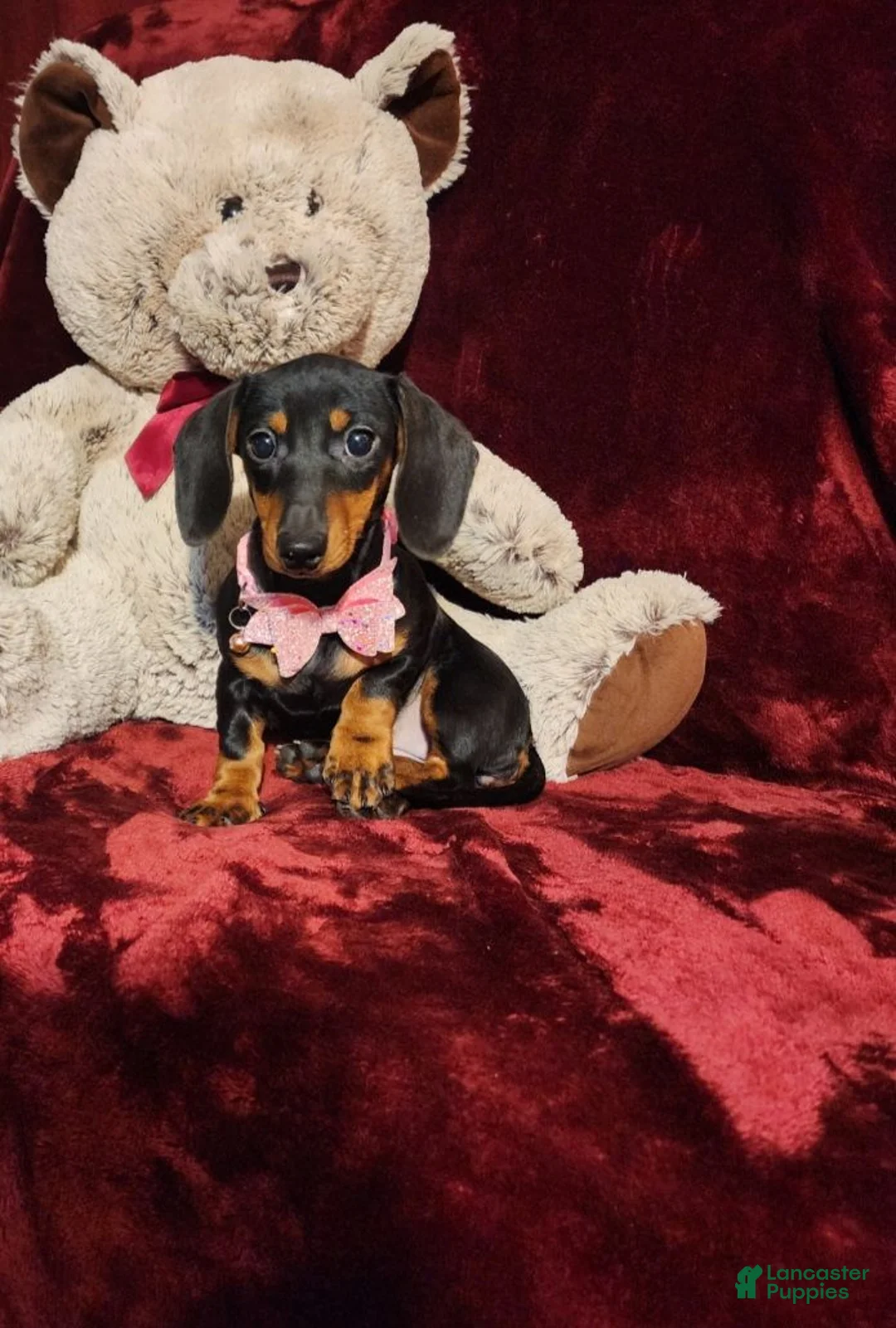 Miniature Dachshund dogs for sale: STELLA - Ad 10