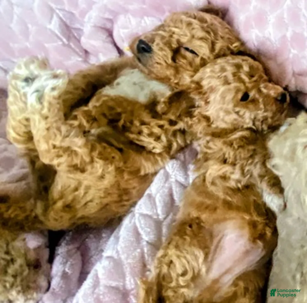 Toy Poodle dogs for sale: LITTLE ARCHIE - Ad 36