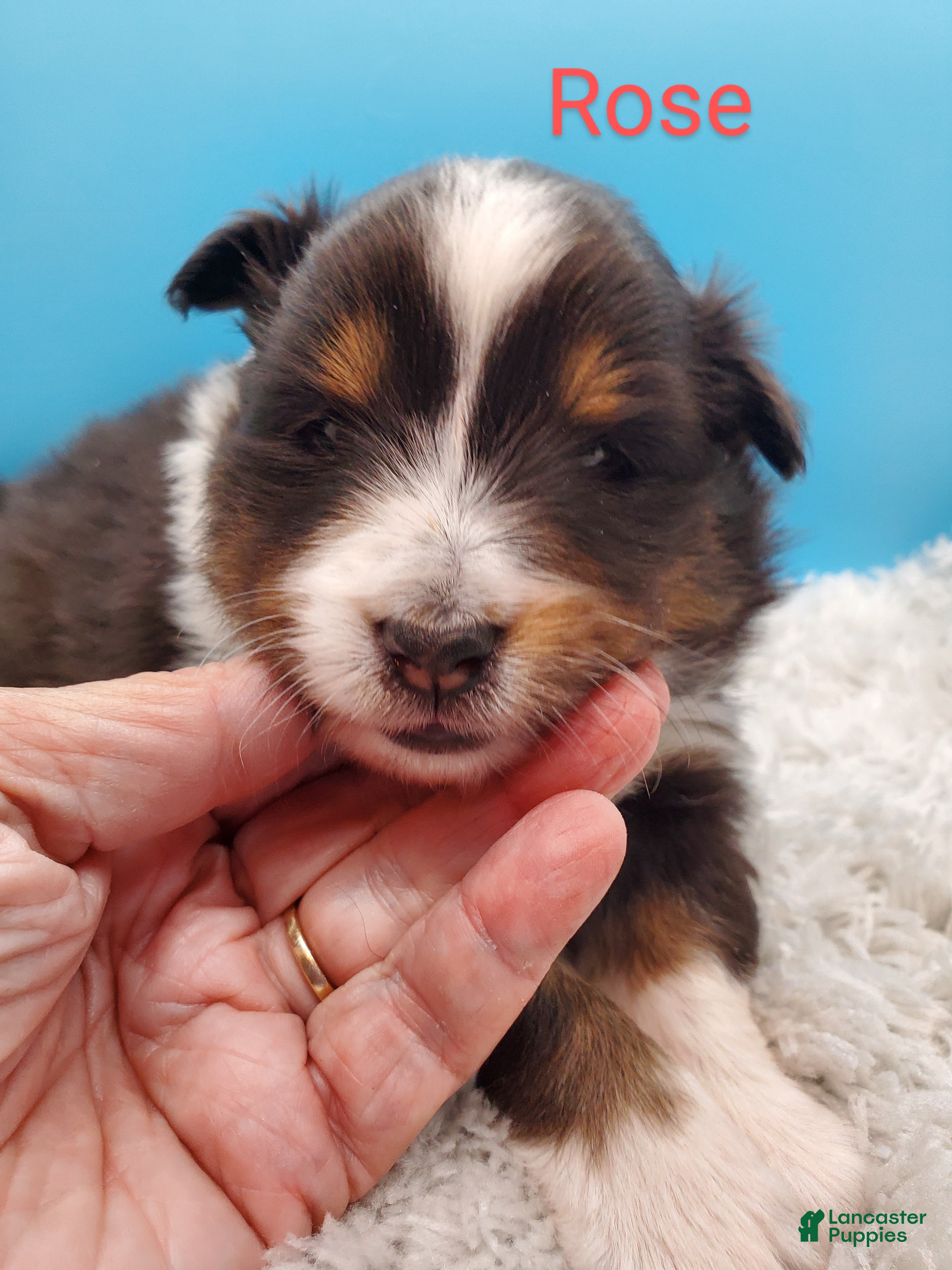 Shetland Sheepdog dogs Shetland Sheepdog Puppy 1 - Ad 3