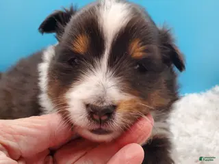 Shetland Sheepdog dogs Shetland Sheepdog Puppy 1 - Ad 3