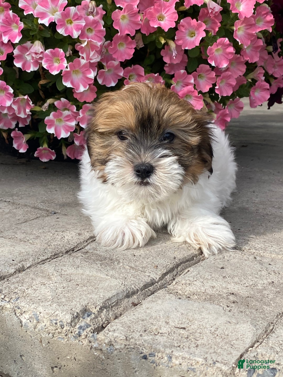 Havanese dogs for sale: Homer - Ad 1