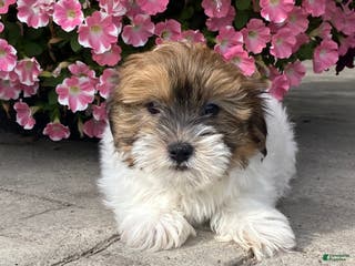 Havanese dogs Homer - Ad 41