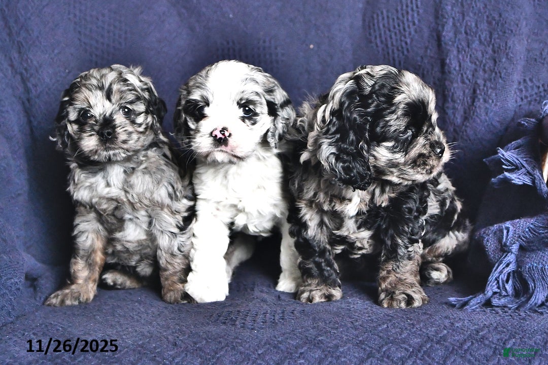 Cockapoo dogs for sale: Joy - Ad 3