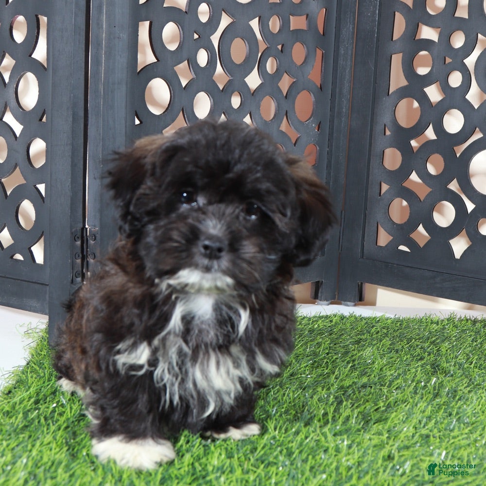 Shorkie dogs Bonnie Precious Female Shorkie Puppy - Ad 2