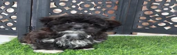 Shorkie dogs for sale: Bonnie Precious Female Shorkie Puppy - Ad 2