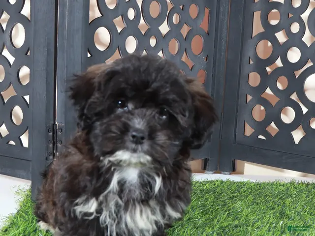 Shorkie dogs for sale: Bonnie Precious Female Shorkie Puppy - Ad 2