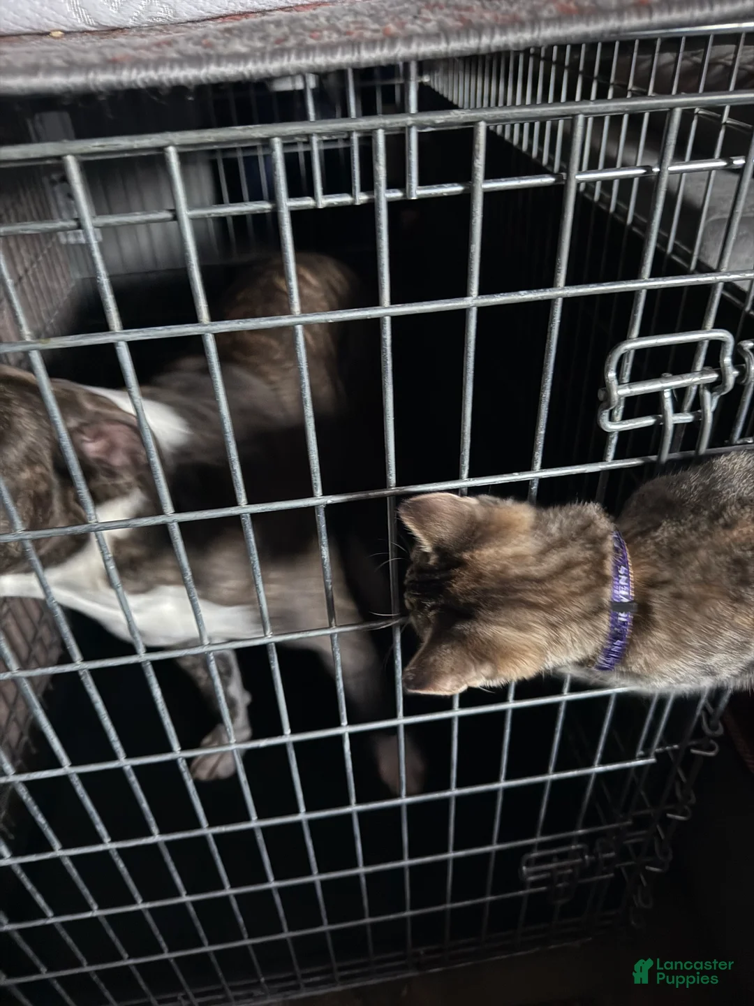 Mixed Breed dogs for sale: Johnna  - Ad 3