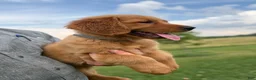 Golden Retriever dogs for sale: Honey - Ad 6