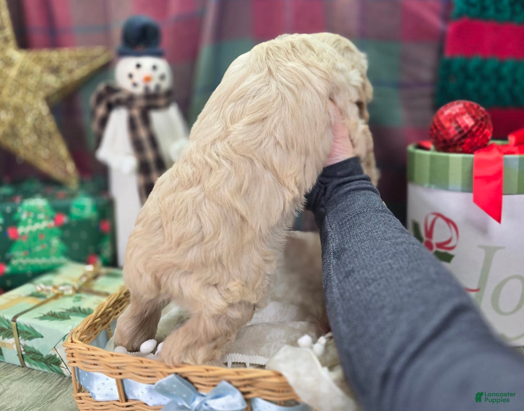 Cockapoo dogs for sale: Lieutenant Pete - Ad 23