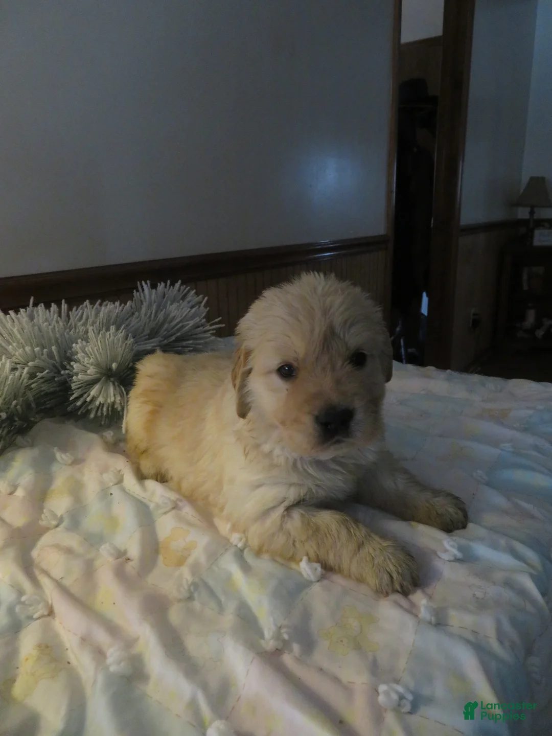 Golden Retriever dogs for sale: ANGEL GIRL - CHAMPION LINE - Ad 4
