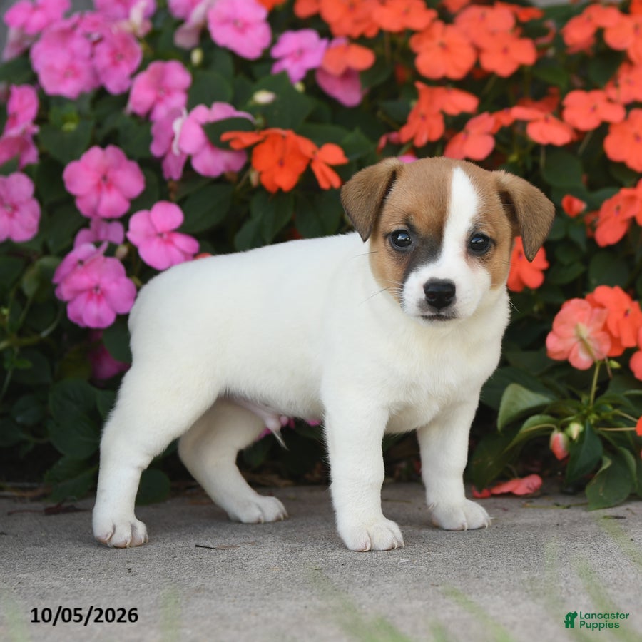 Jack Russell Terrier dogs Archer - Ad 2