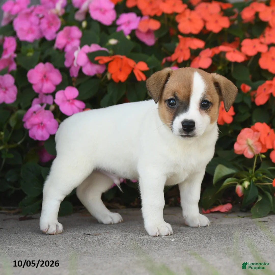 Jack Russell Terrier dogs for sale: Archer - Ad 2