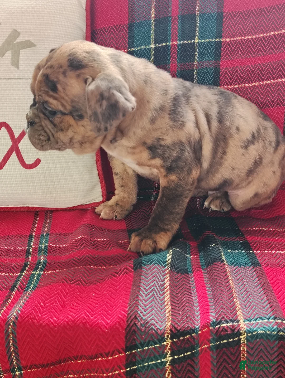 Olde English Bulldogge dogs for sale: Frankie  - Ad 4