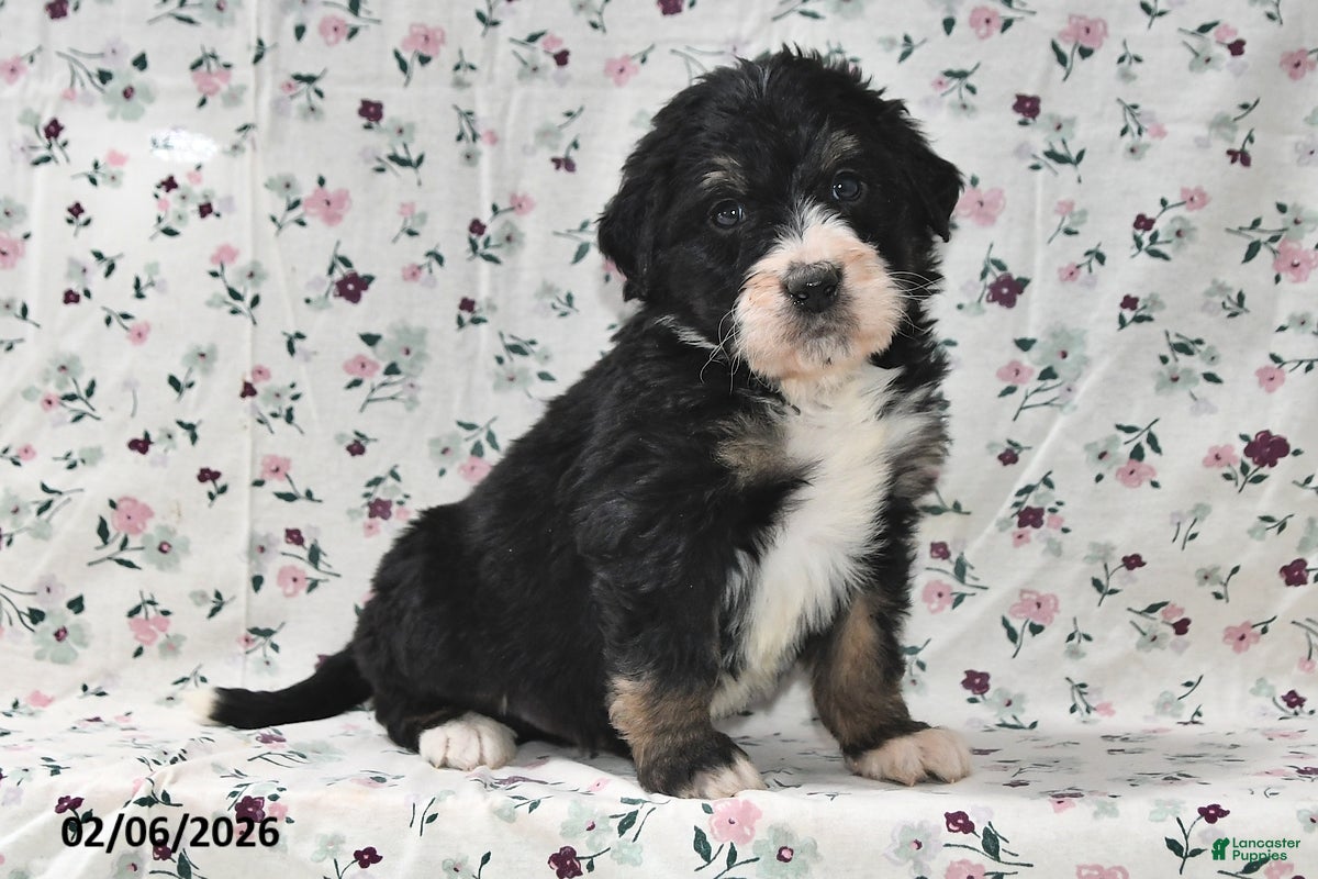 Bernedoodle dogs Bobby - Ad 31