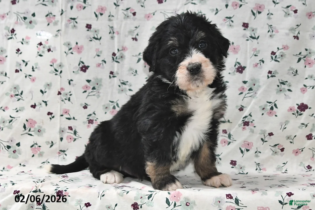 Bernedoodle dogs for sale: Bobby - Ad 1