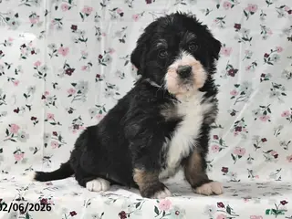 Bernedoodle dogs Bobby - Ad 39