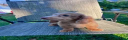 Dachshund dogs for sale: Salami - Ad 3