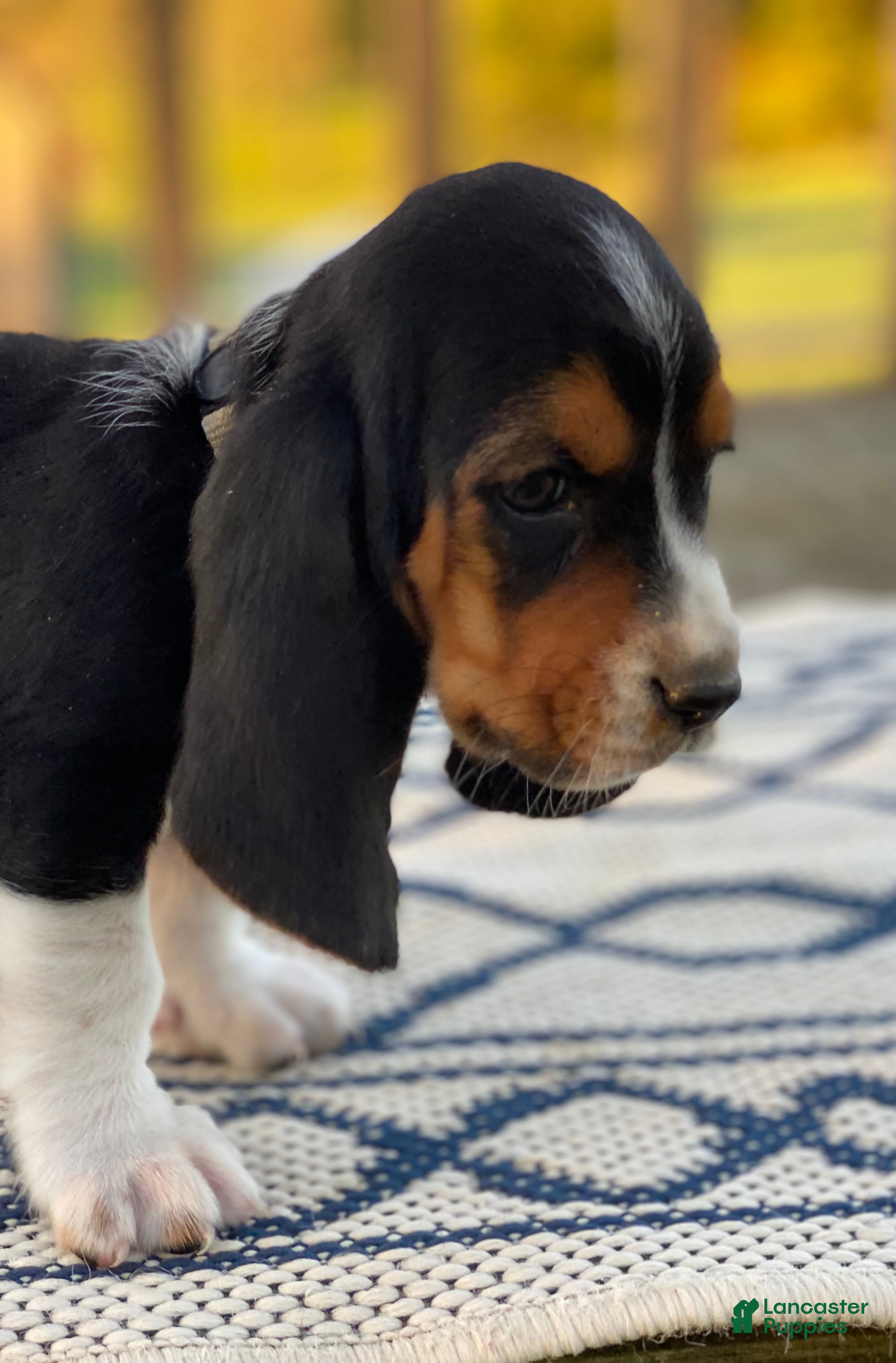 Basset Hound dogs for sale: Nyla - Ad 1