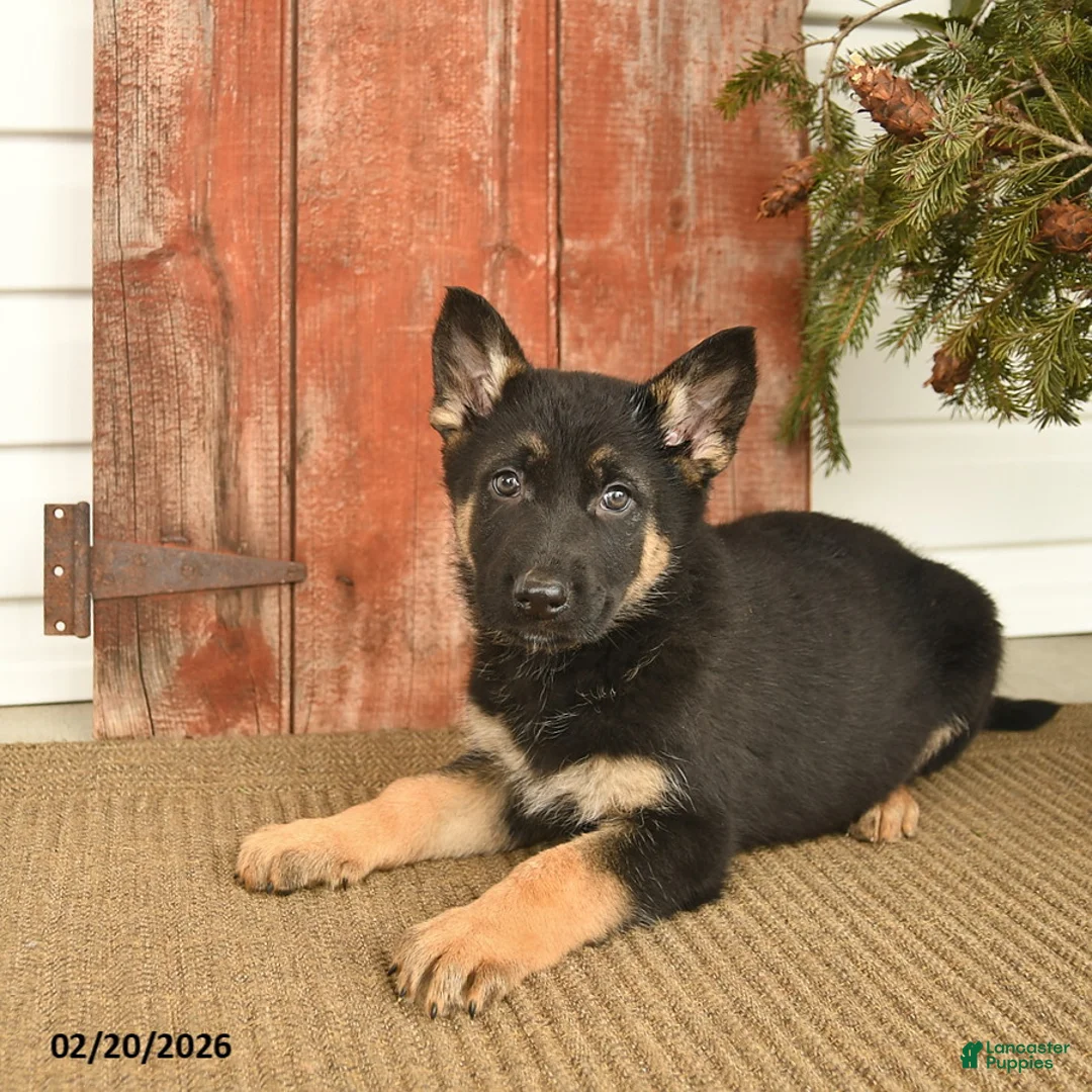 German Shepherd dogs for sale: Biscut  - Ad 3