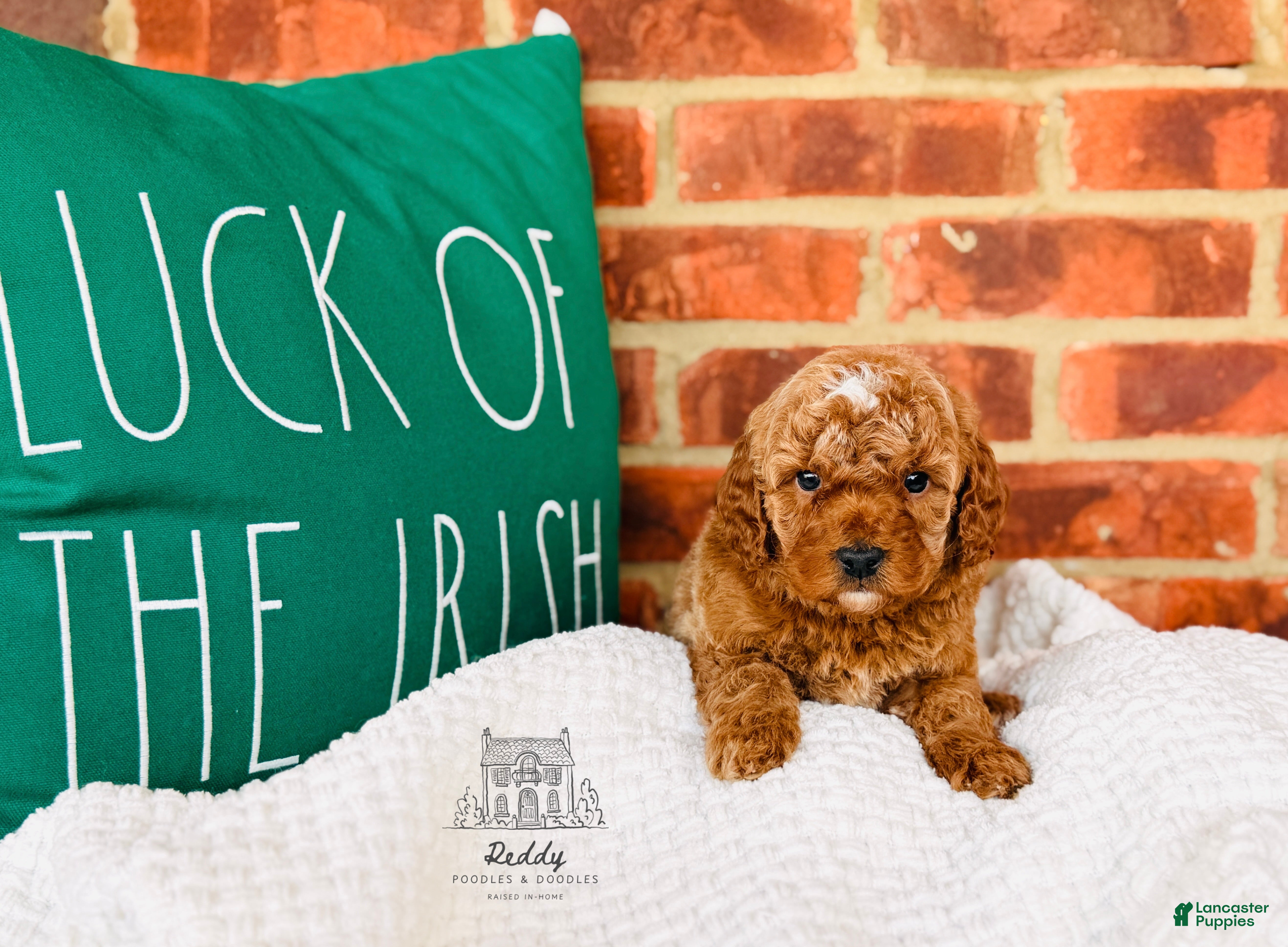 Mini Goldendoodle dogs Grove - Petite Size - Ad 12