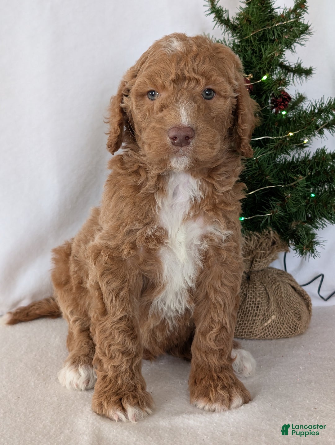 Goldendoodle dogs for sale: Parker - Ad 7