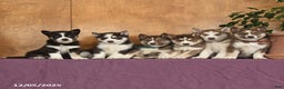 Siberian Husky dogs for sale: Archie - Ad 5