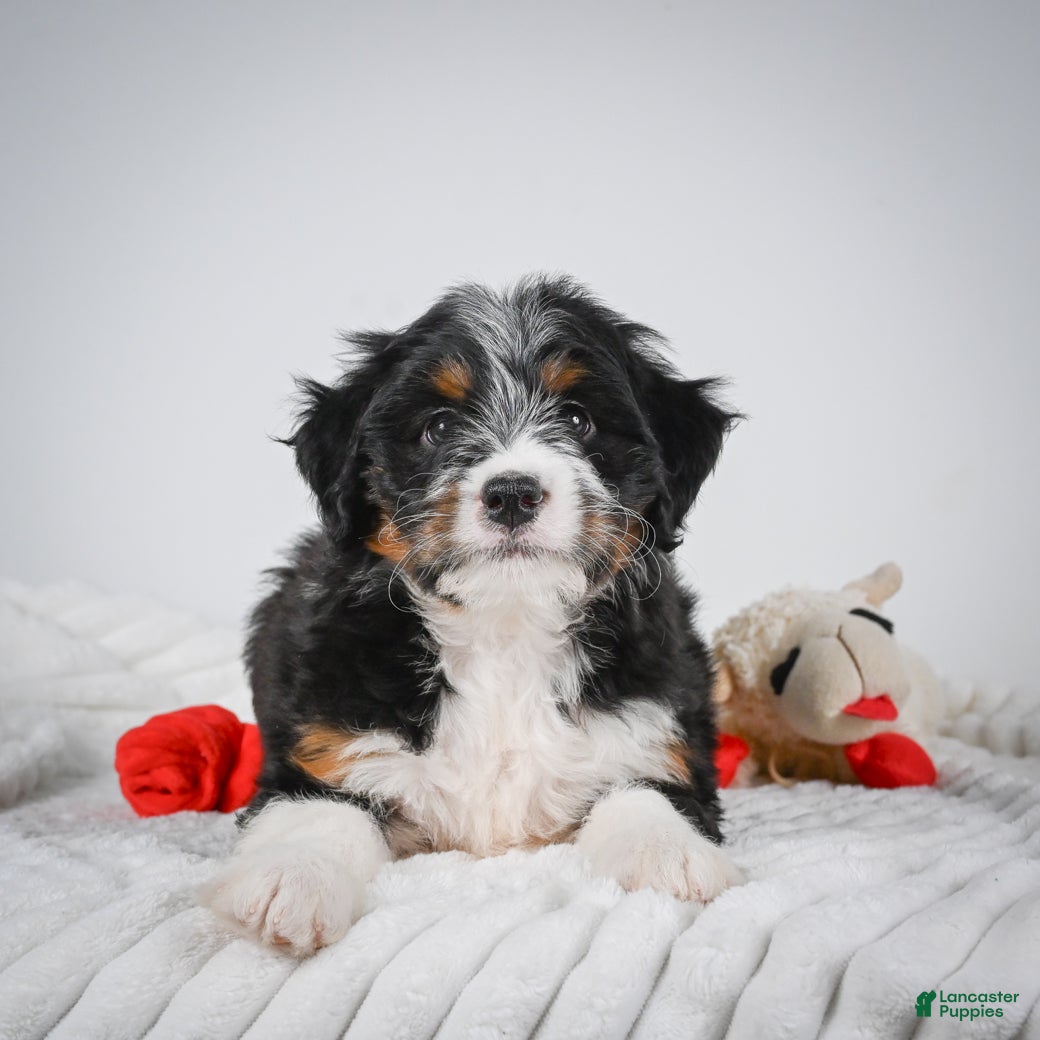 Mini Bernedoodle dogs Sammy - Ad 1