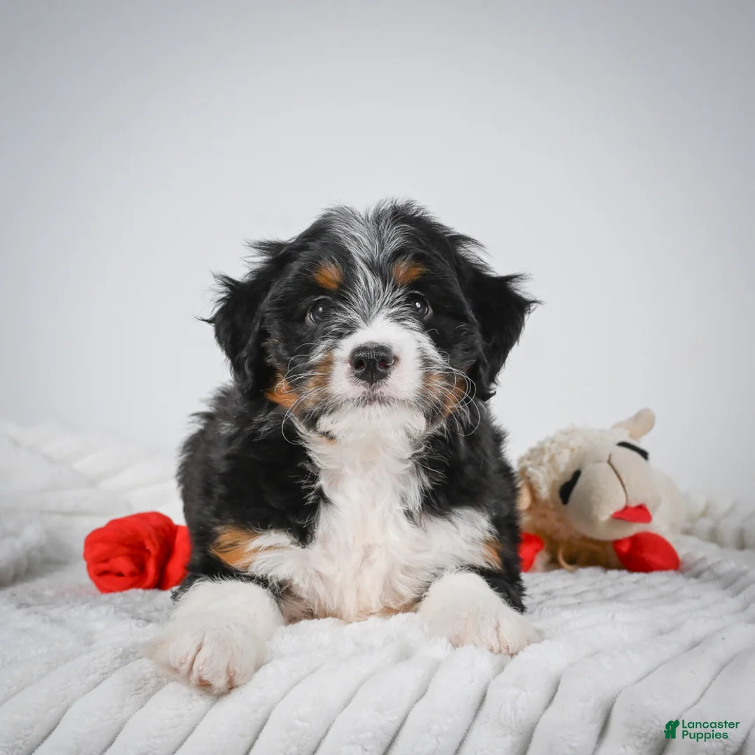 Mini Bernedoodle dogs for sale: Sammy - Ad 2