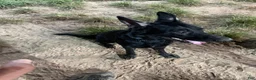 German Shepherd dogs for sale: German Shepherd 1 - Ad 4