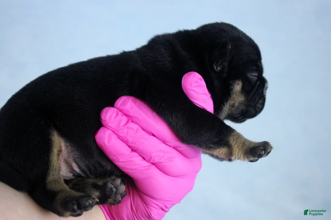 American Bully dogs for sale: Black Tri Female - Ad 2