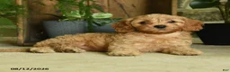Cavapoo dogs for sale: Poppy - Ad 5
