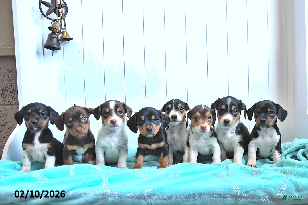 Mixed Breed dogs for sale: Snickerdoodle - Ad 3