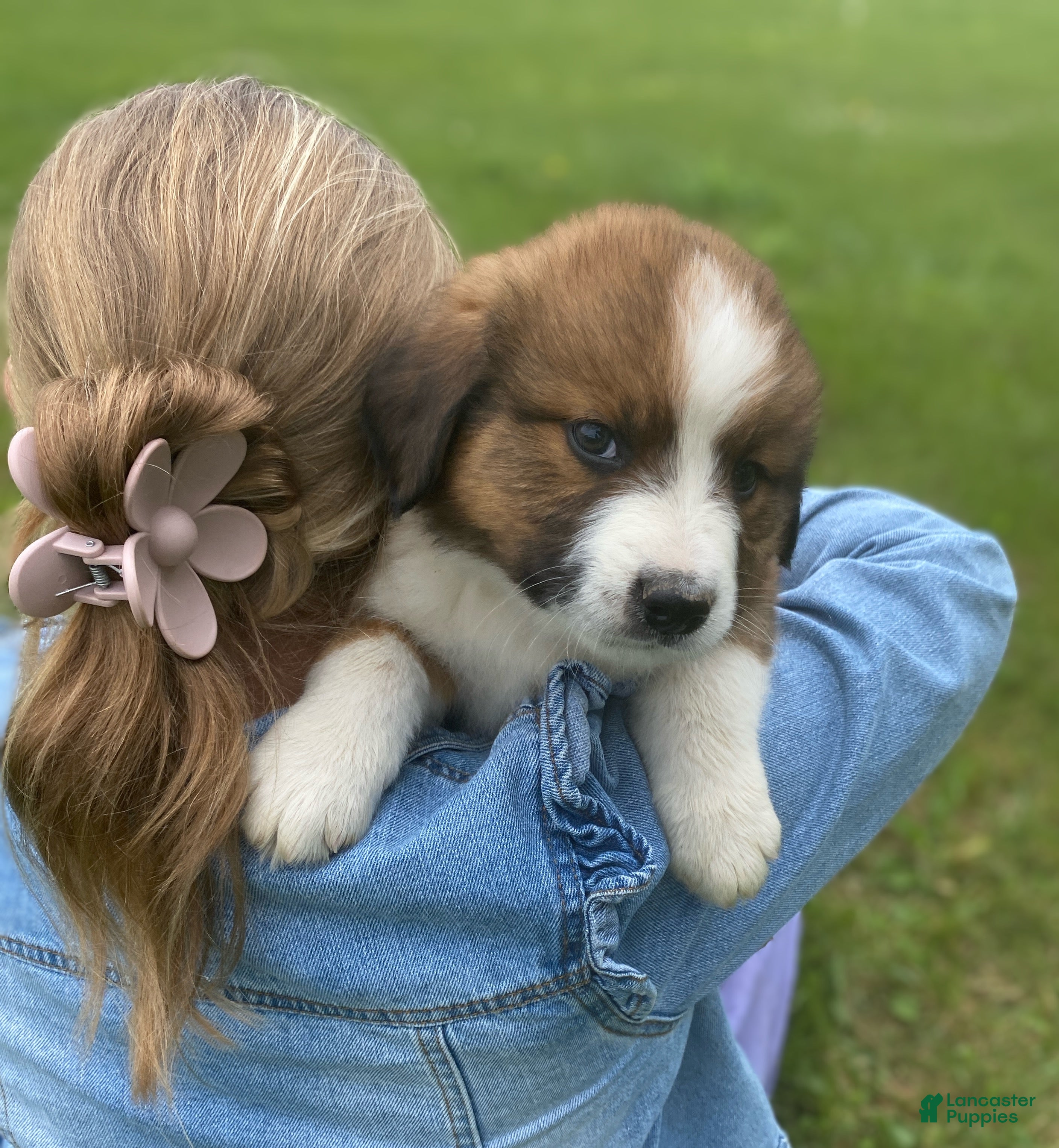 Mixed Breed dogs for sale: ♥️BABY BEAR♥️ - Ad 40