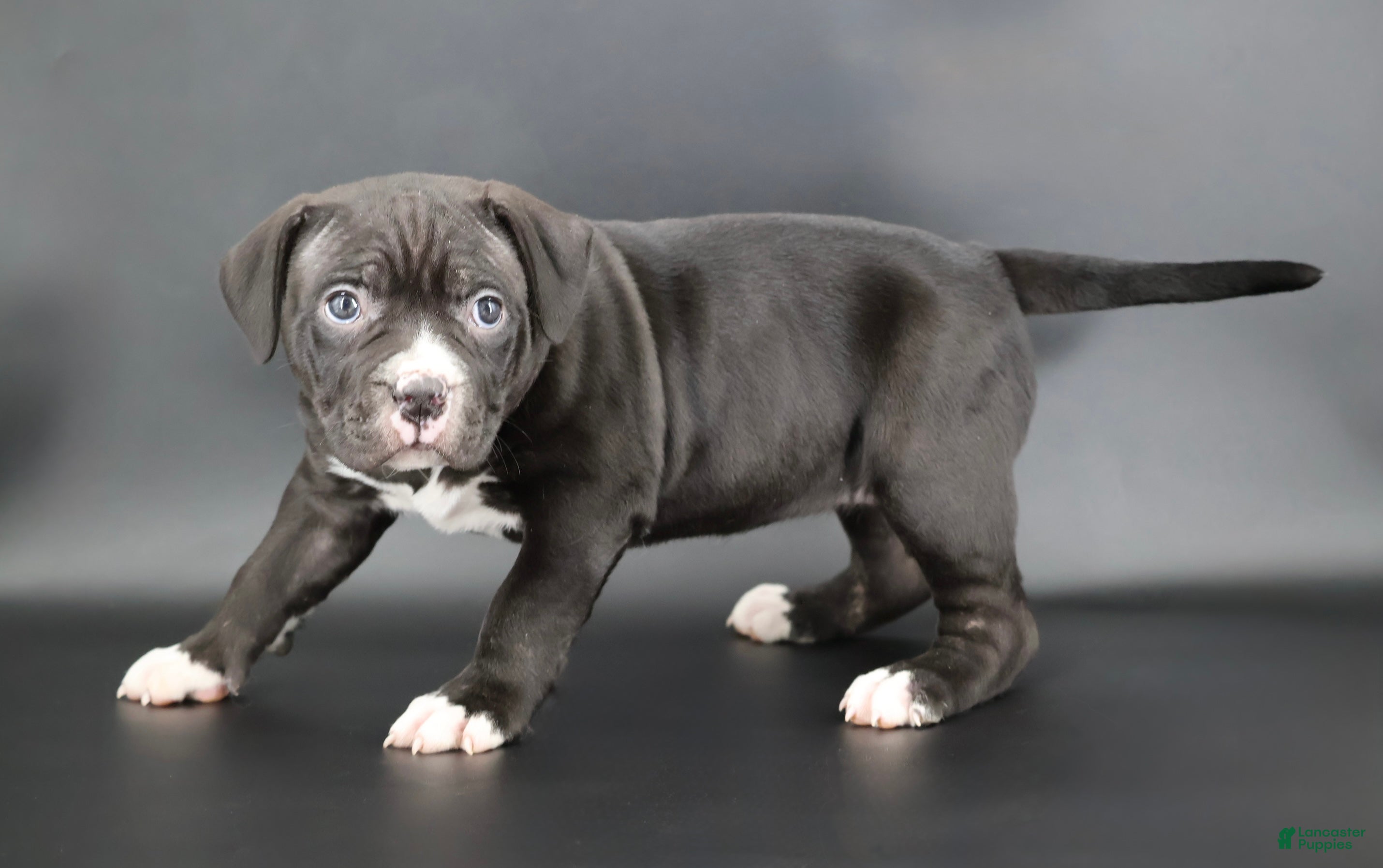 American Bully dogs Mulan - Ad 1