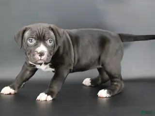 American Bully dogs Mulan - Ad 1