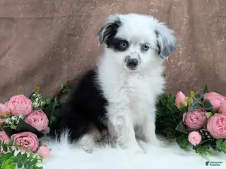 Toy Australian Shepherd dogs Brandi - Ad 14