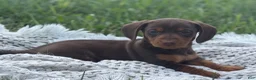 Miniature Dachshund dogs for sale: Gavin - Ad 6