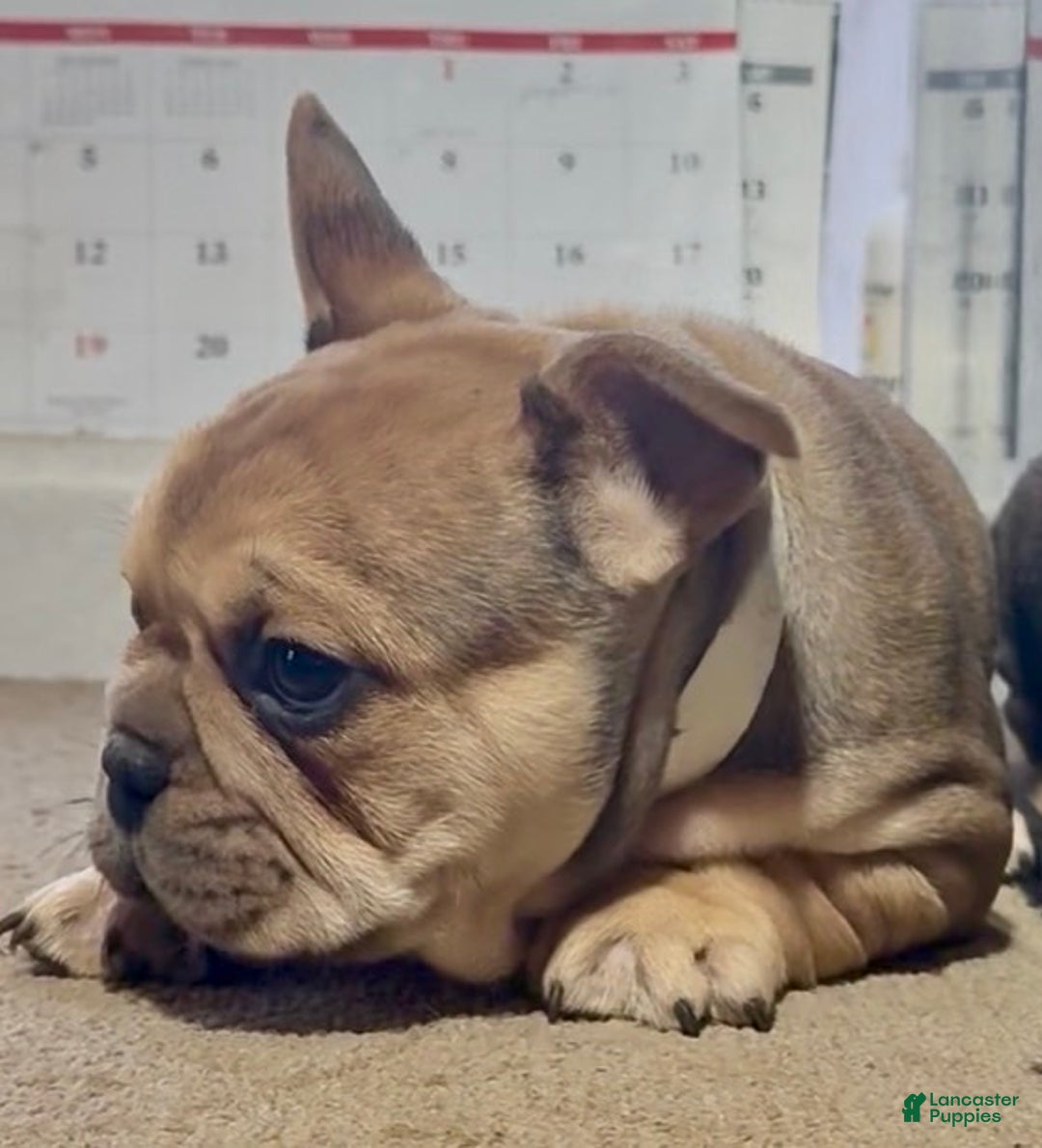 French Bulldog dogs for sale: Lincoln - Ad 2