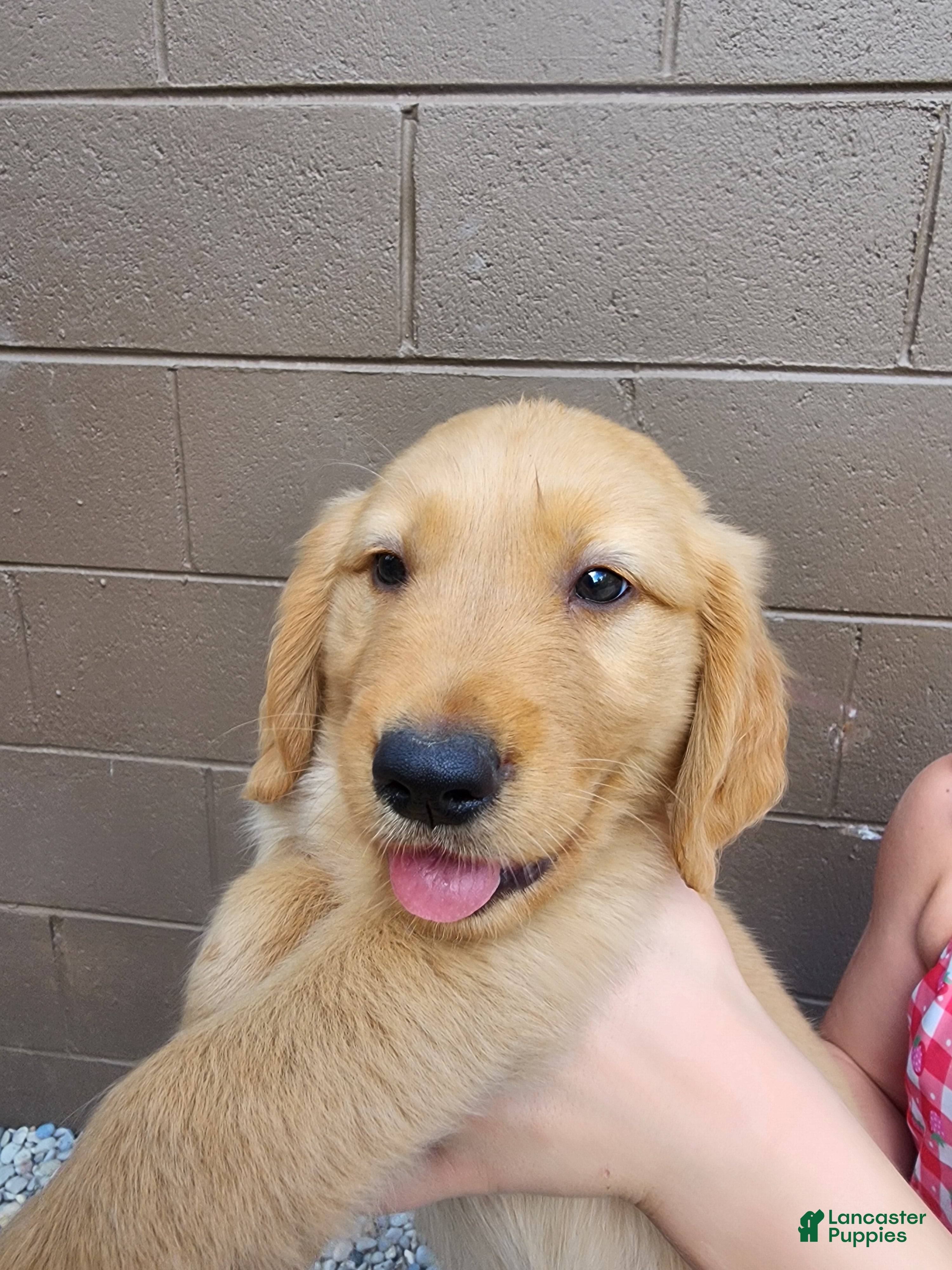 Golden Retriever dogs AKC Rusty - Ad 1