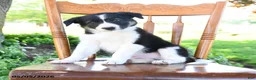 Border Collie dogs for sale: Logan - Ad 1